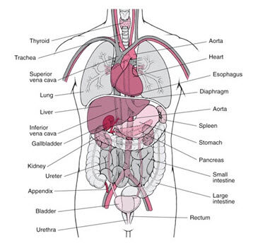 Trunk organs and major blood vessels Trunk organs and major blood vessels