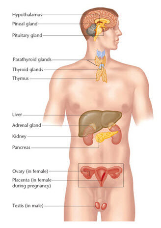 Simplified endocrine-gland diagram Simplified diagram of selected endocrine glands