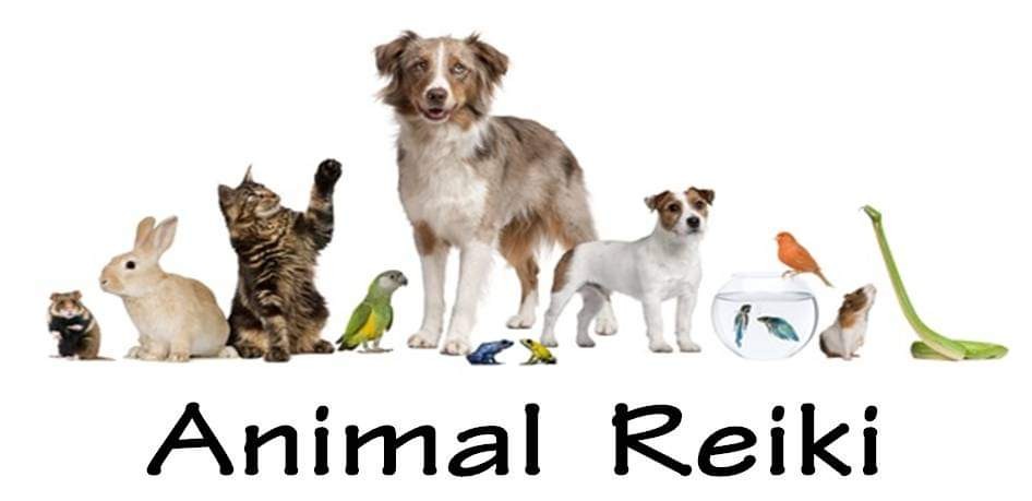 Using Reiki On Animals