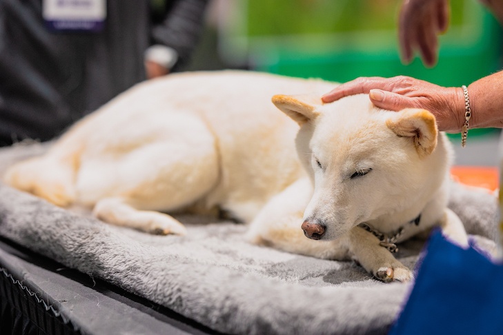 Reiki dog